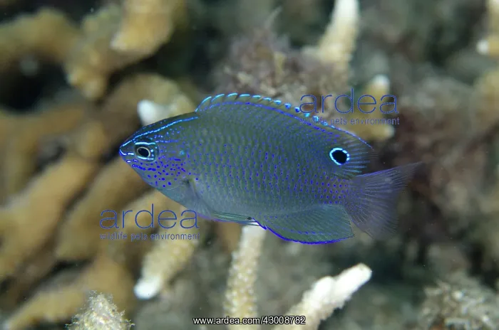 : Brackish Damsel Serena Besar dive site, Lembeh Straits : Brackish Damsel Serena Besar dive site, Lembeh Straits