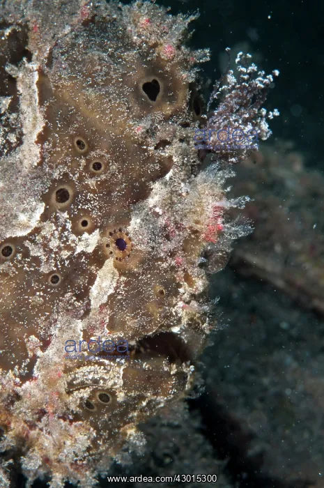 : Brackish Frogfish : Brackish Frogfish