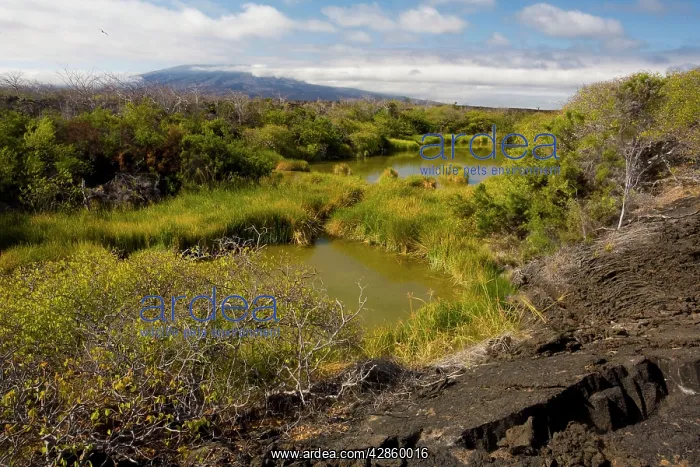 : Brackish pools in lava flow at Punta Morena : Brackish pools in lava flow at Punta Morena