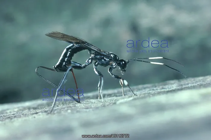 : Braconid Wasp : Braconid Wasp