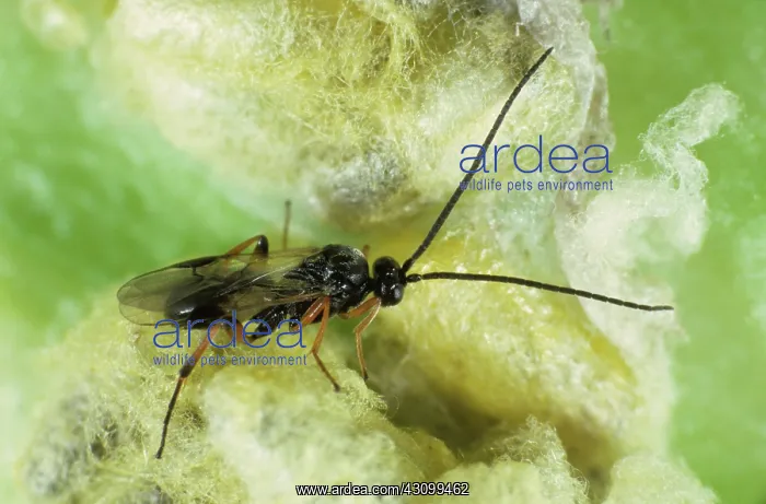 : Braconid wasp (Cotesia glomerata) : Braconid wasp (Cotesia glomerata)