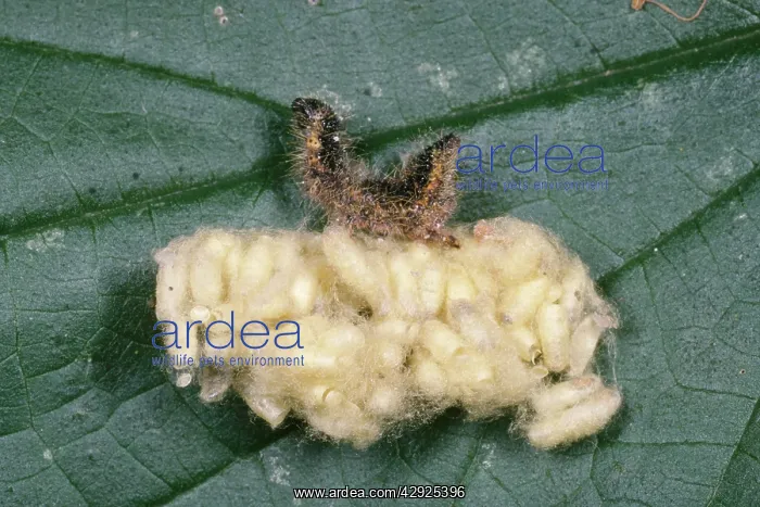 : Braconid Wasp Pupae - next to parasitised Caterpillar : Braconid Wasp Pupae - next to parasitised Caterpillar