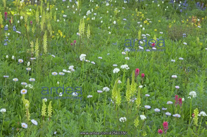 : Bracted Lousewort in Subalpine Meadow : Bracted Lousewort in Subalpine Meadow