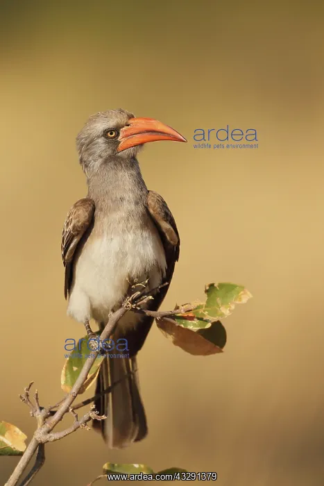 : Bradfields hornbill (Tockus bradfieldi), Rock Hornbill : Bradfields hornbill (Tockus bradfieldi), Rock Hornbill