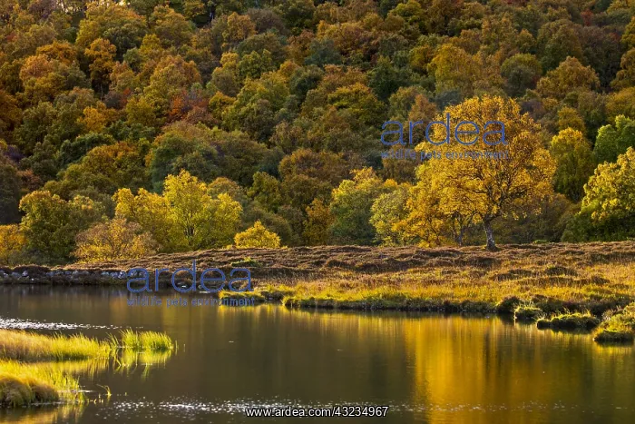 : Braemar - Duck Pond - Autumn - Scotland - UK : Braemar - Duck Pond - Autumn - Scotland - UK