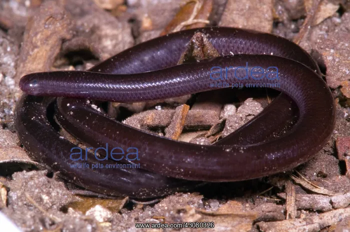 : Brahiminy Blindsnake : Brahiminy Blindsnake