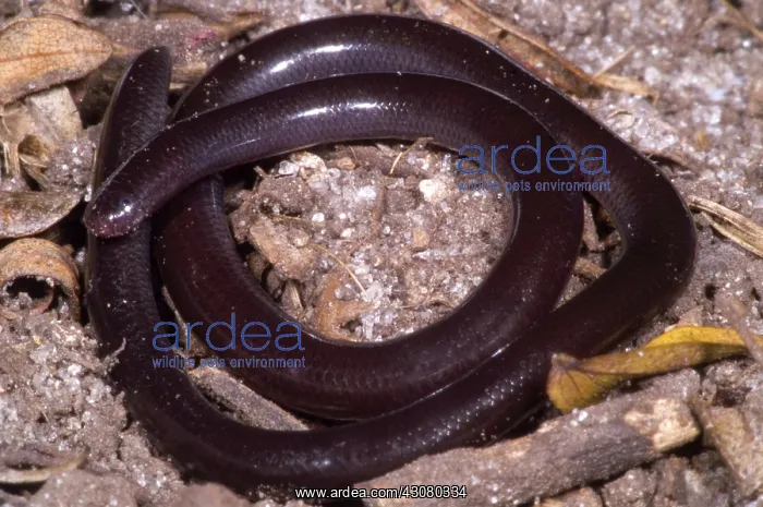 : Brahiminy Blindsnake : Brahiminy Blindsnake