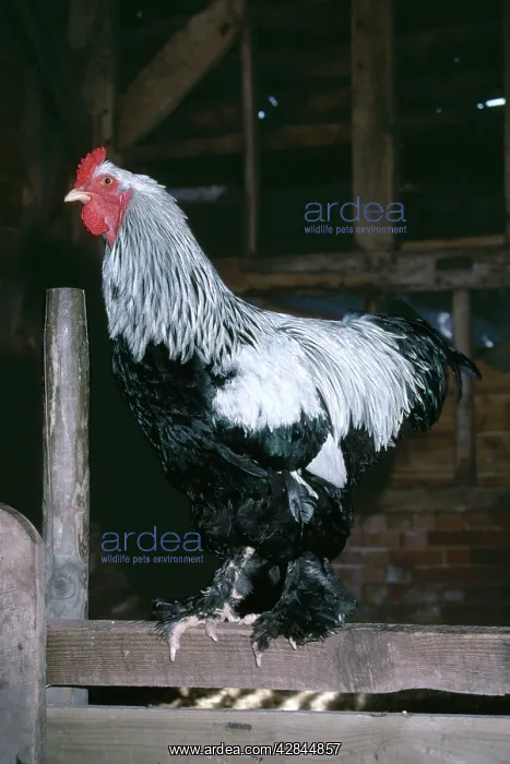  : BRAHMA CHICKEN - Cockerel on fence