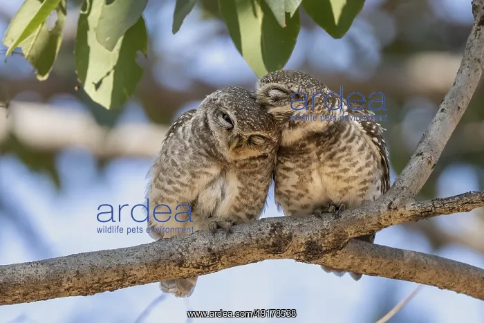 : Brahma owls (Athene brama), Bandhavgarh National Park : Brahma owls (Athene brama), Bandhavgarh National Park