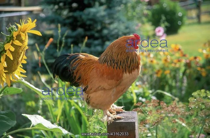 : Brahma rooster : Brahma rooster