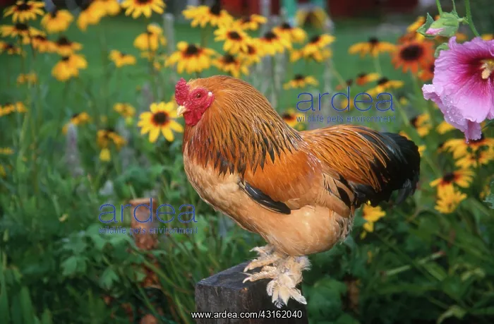 : Brahma rooster : Brahma rooster