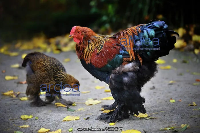 : Brahma Rooster and Hen pecking : Brahma Rooster and Hen pecking