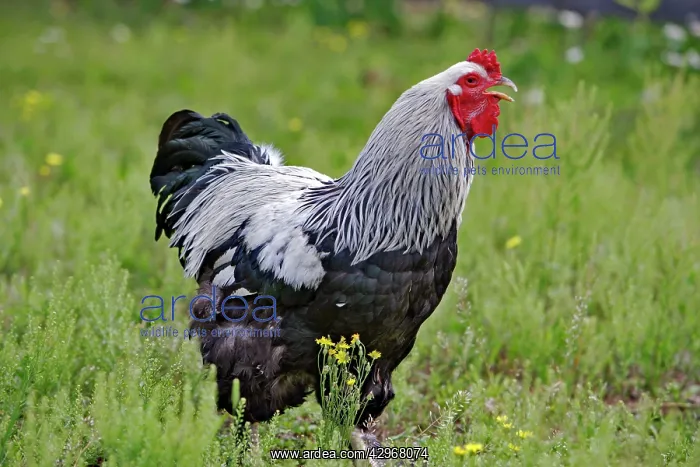 : Brahma Rooster - standing in grass - calling : Brahma Rooster - standing in grass - calling