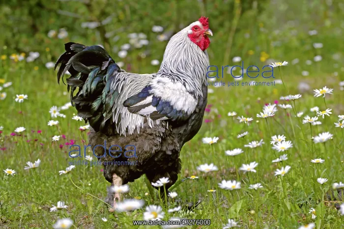 : Brahma Rooster standing in a meadow of wildflowers : Brahma Rooster standing in a meadow of wildflowers