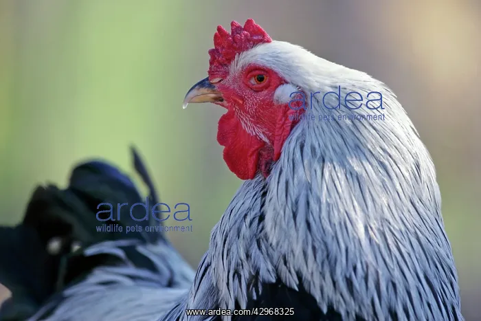 : Brahma Rooster - watching : Brahma Rooster - watching