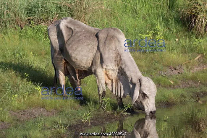 : Brahman Bull - A feral animal drinking at a waterhole : Brahman Bull - A feral animal drinking at a waterhole