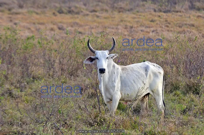 : Brahman cow Llanos Venezuela : Brahman cow Llanos Venezuela