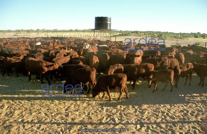 : Brahman weeners, cattle industry.in cattle station : Brahman weeners, cattle industry.in cattle station