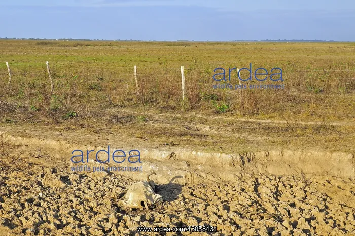 : Brahmin cow carcass on the bed of a dried-up river : Brahmin cow carcass on the bed of a dried-up river