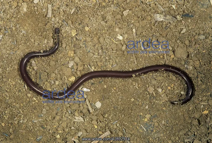 : Brahminy Blind Snake : Brahminy Blind Snake