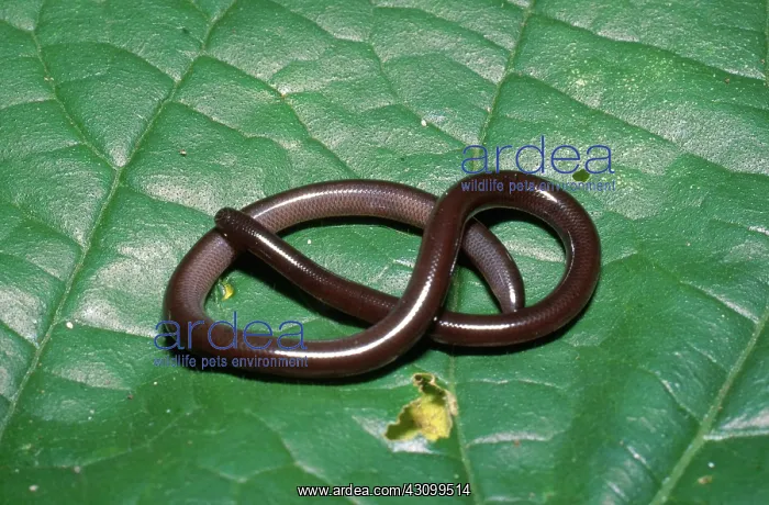 : Brahminy Blind Snake : Brahminy Blind Snake