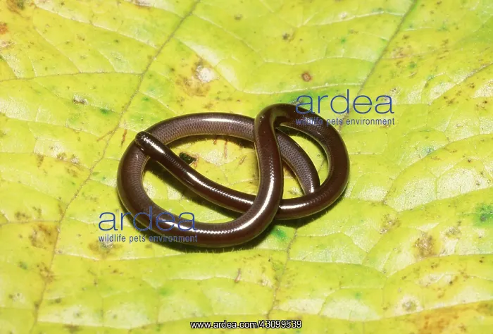 : Brahminy Blind Snake : Brahminy Blind Snake