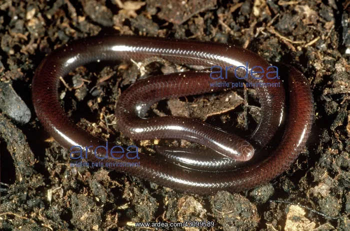 : Brahminy Blind Snake : Brahminy Blind Snake