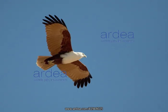 : Brahminy Kite : Brahminy Kite