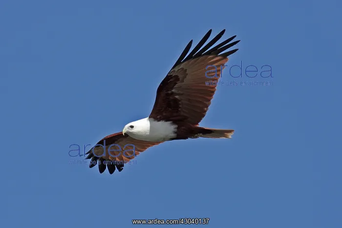  : Brahminy Kite