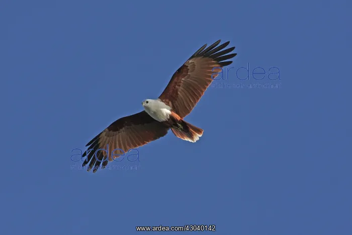  : Brahminy Kite