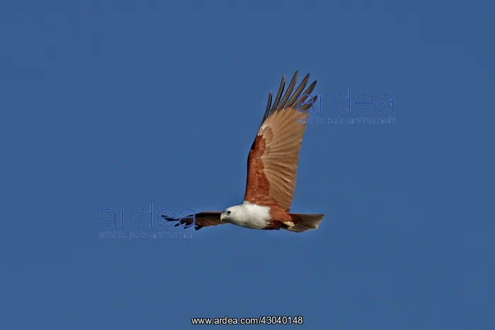  : Brahminy Kite