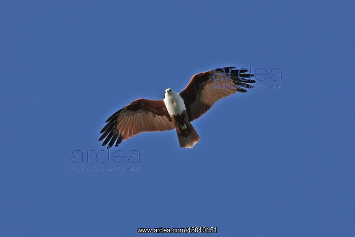  : Brahminy Kite