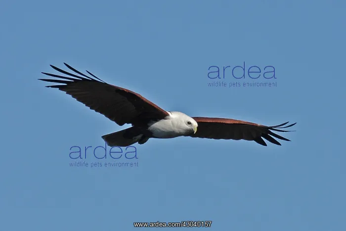  : Brahminy Kite