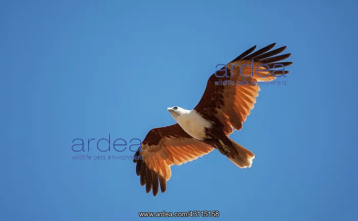 : Brahminy Kite : Brahminy Kite