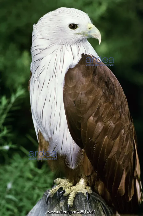 : Brahminy Kite - Close up of an adult : Brahminy Kite - Close up of an adult