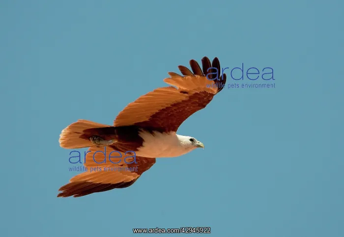 : Brahminy Kite - flying : Brahminy Kite - flying