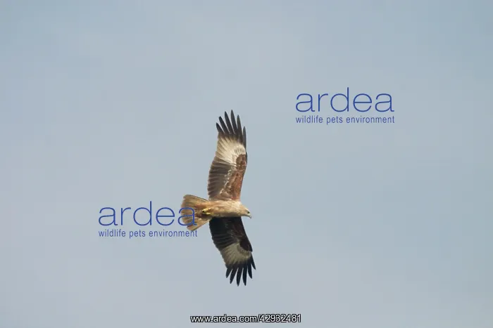 : Brahminy Kite - Juvenile in flight : Brahminy Kite - Juvenile in flight