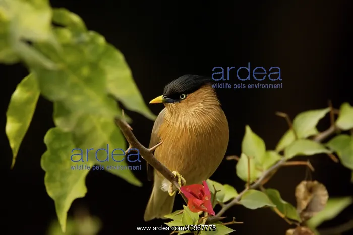 : Brahminy Starling : Brahminy Starling