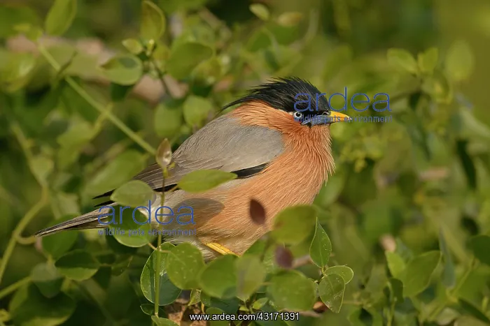 : Brahminy Starling : Brahminy Starling