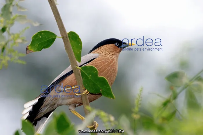 : Brahminy Starling - Perched on branch : Brahminy Starling - Perched on branch