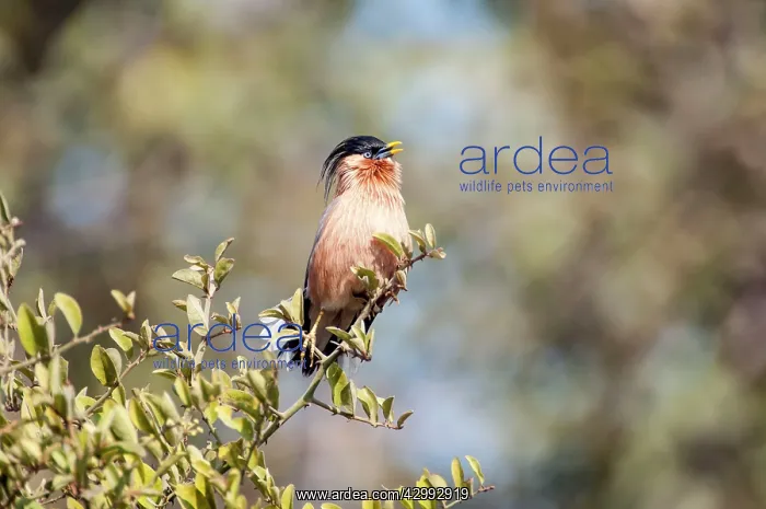 : Brahminy Starling - singing on top of bush : Brahminy Starling - singing on top of bush