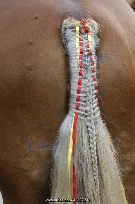 : Braided and decorated tail of a Comtois Horse Maiche Doubs : Braided and decorated tail of a Comtois Horse Maiche Doubs
