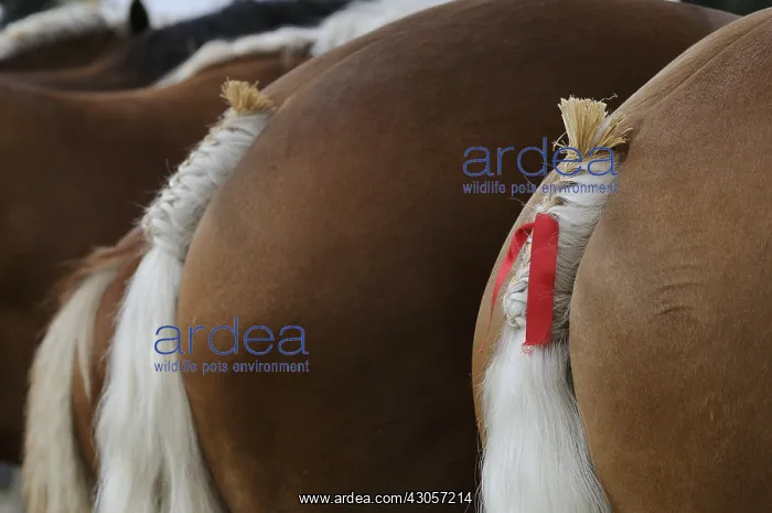 : Braided and decorated tails of Comtois Horses Maiche : Braided and decorated tails of Comtois Horses Maiche