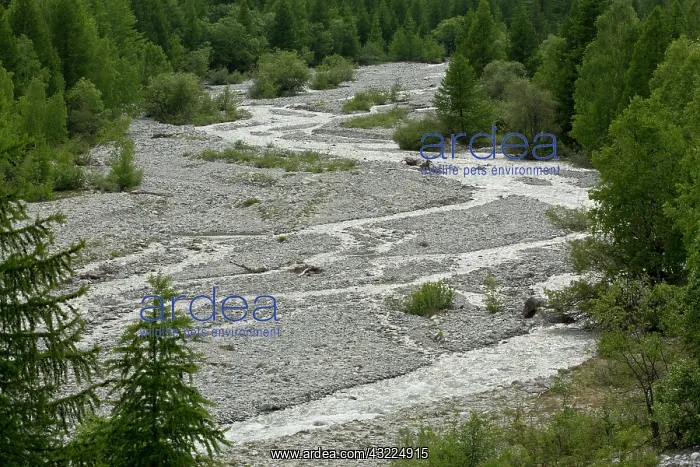 : Braided mountain river - in the upper Onde valley : Braided mountain river - in the upper Onde valley