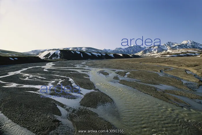 : Braided River : Braided River
