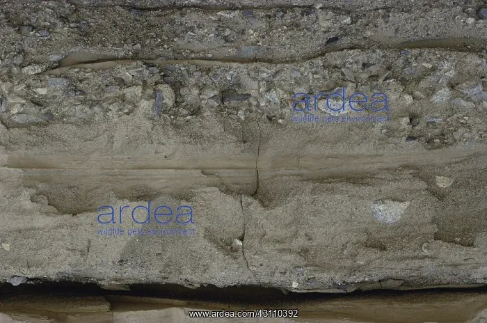 : Braided River Deposits : Braided River Deposits