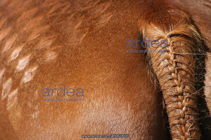  : Braided tail checkerboard and a horse horse