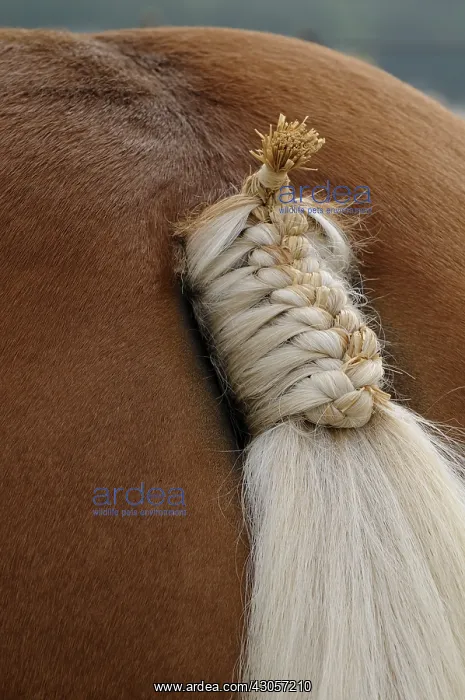 : Braided tail of a Comtois Horse Maiche Doubs : Braided tail of a Comtois Horse Maiche Doubs