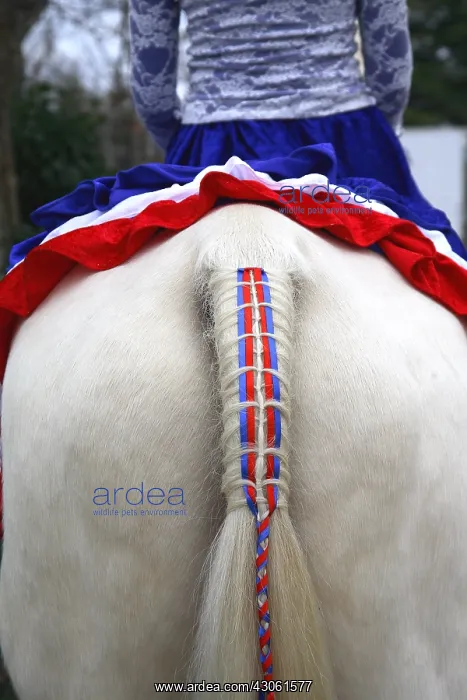 : Braided tail of a horse before a horse show France : Braided tail of a horse before a horse show France