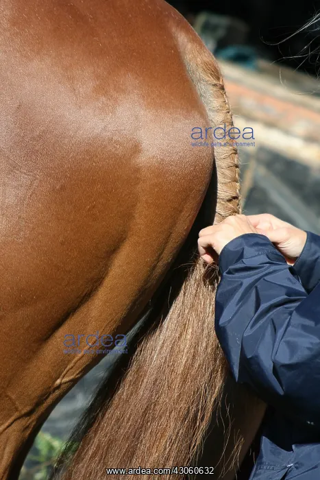 : Braiding the tail of a horse Nasbinals Lozere : Braiding the tail of a horse Nasbinals Lozere